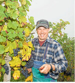 Stefan Meier, Vorstandsvorsitzender der Affentaler Winzer eG, bei der Weinlese.