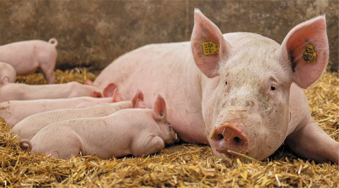 Im ökologischen Landbau sind robuste Sauen mit ausgeprägter Mütterlichkeit und guten Aufzuchtleistungen gefragt.