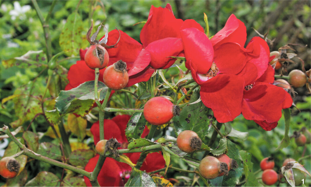 Im Oktober leuchten bei der Kleinstrauchrose Apache runde Hagebutten neben blutroten Blüten.