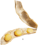 Sojabohnen müssen vor dem Verfüttern getoastet werden.