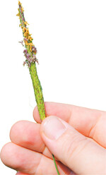 Eine Saat bei Nacht verringert die Keimungsraten von Ackerfuchsschwanz.