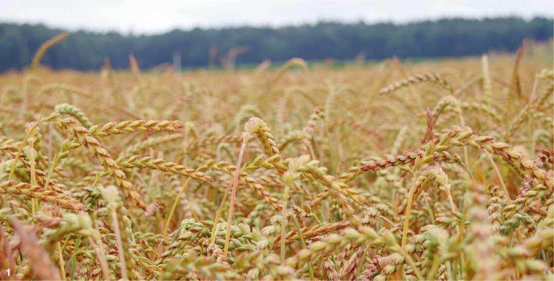 Dinkel hat in Baden-Württemberg inzwischen eine höhere Anbaubedeutung als Winterweizen.