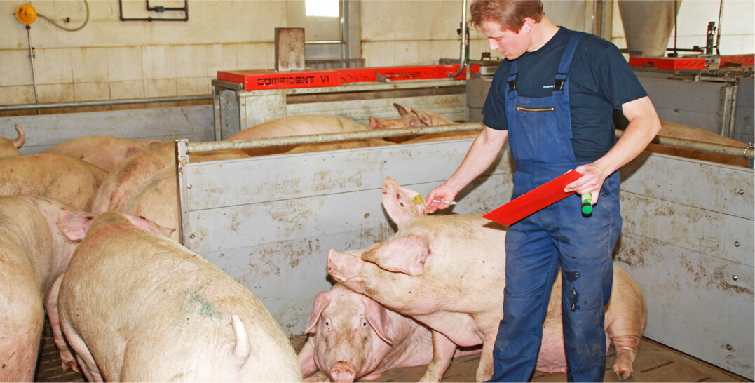 Gute Fruchtbarkeit bei den Zuchtsauen ist zuallererst gutes Handwerk. Erfolgreiche Ferkelerzeuger kümmern sich intensiv um ihre Tiere und überlassen nichts dem Zufall.