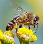 Honigbiene beim Sammeln.