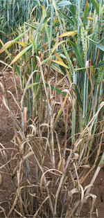 Verzwergungsvirus an Weizen. Überträger ist die Zwergzikade Psammotetix alienus.