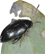 Rapserdfloh, Psylliodes chrysocephalus L. I