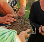 Spatendiagnose in der Ackerbohne: Bewertung des Gefügezustands.