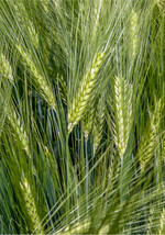 Die Aussaat von Sommergerste im Spätherbst bietet Vorteile.