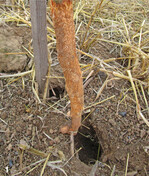 Schermausschaden an einem jungen Apfelbaum: Von der Wurzel ist nur noch ein rübenartiges Reststück übrig.