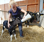 Die im Kolostrum enthaltenen Immunglobuline liefern dem Kalb wichtige Abwehrstoffe.