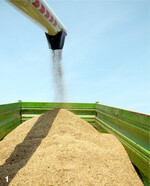 Die Getreidepreise befinden sich weltweit auf einem ungewöhnlich hohen Niveau und schwanken häufig stark.