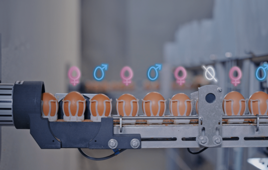 Die Technologie des Genus Focus ermglicht Brtereien und Genetikern eine nicht-invasive in-ovo Geschlechtsbestimmung, Phnotypisierung und Erkennung des Befruchtungsstatus von Hhnereiern.