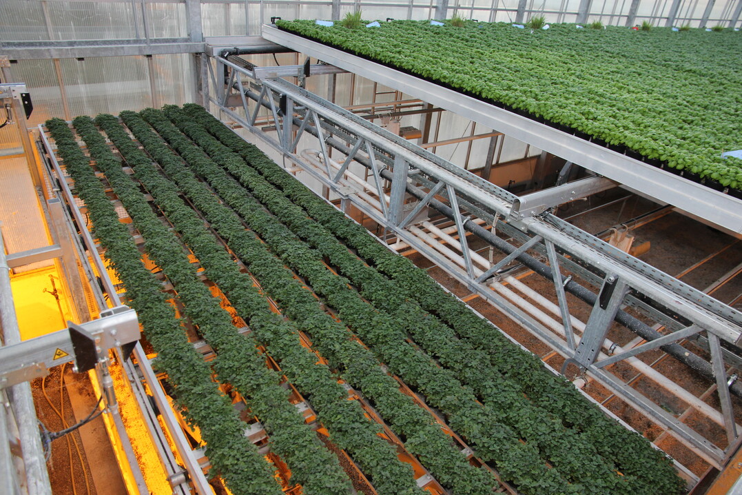 �ber einen Aufzug im mittleren Bereich gelangen Tische mit verkaufsfertigen Kr�utern wieder nach unten.