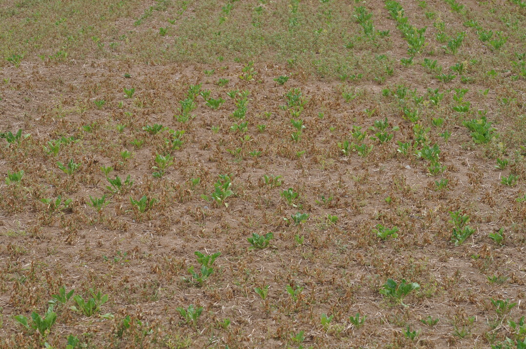 Die Wirkung war nicht ausreichend. Der Weiße Gänsefuß ist zwar angeschlagen, aber viele Pflanzen wachsen weiter.