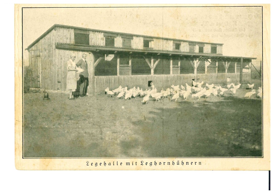 Kitzingen 1934: Legehalle mit Leghornhhnern. 