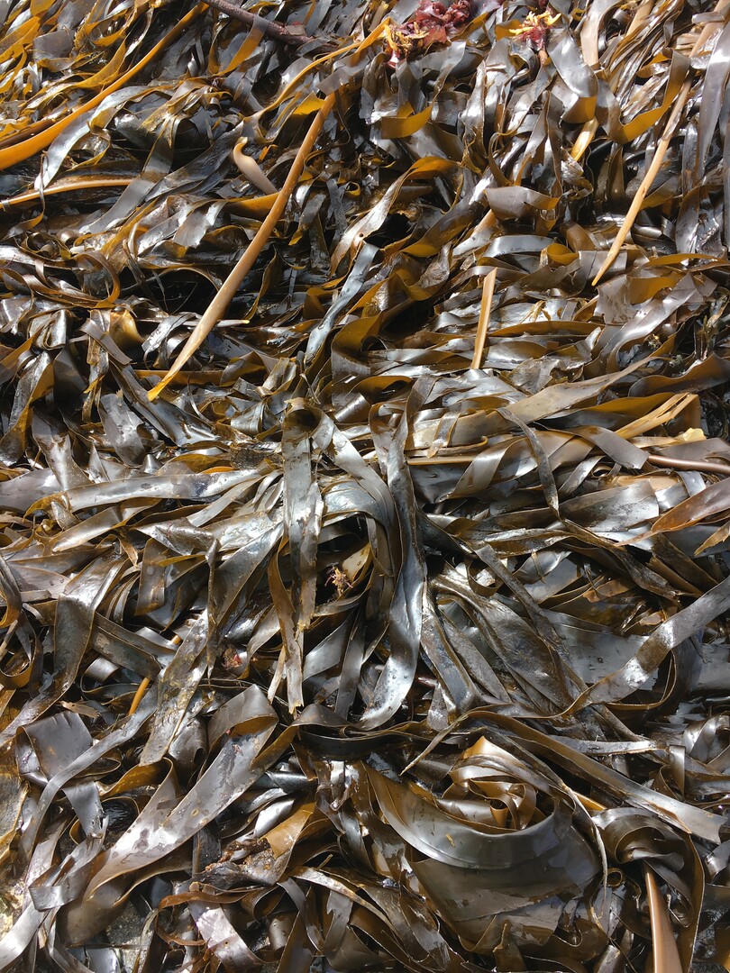     Zu den am h�ufigsten in Biostimulanzien genutzten Algen geh�rt auch der Fingertang (Laminaria digitata).&nbsp;