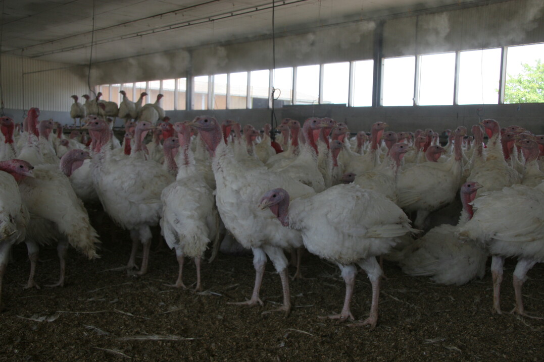 Luft befeuchten durch Sprühkühlung senkt die Temperatur im Stall.
