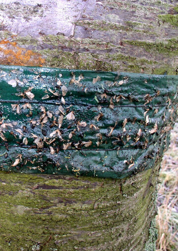 Leimring zum Abfangen der flugunfähigen Weibchen.