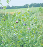 Leguminosen, hier eine bunt blühende Grünfuttererbse, lieben Bestellqualität.