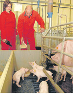 Bereits im Abferkelstall sollten die Ferkel Zusatzfutter mit pflanzlichen Inhaltsstoffen zum Fressen bekommen.