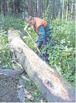 Um den Markt nicht zu belasten, sollte vorrangig Käferholz aufgearbeitet werden. Erst danach ist der Frischholzeinschlag ein Thema.