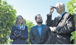 Zufriedene Mienen beim Blick durchs Refraktometer in den Weinbergen des Weinguts Albrecht-Kiessling. Von links Weinkönigin Stefanie Schwarz, Minister Alexander Bonde und Präsident Hermann Hohl.