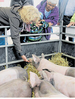 Der Messestand mit lebenden Schweinen begeistert stets jüngere und ältere Messebesucher