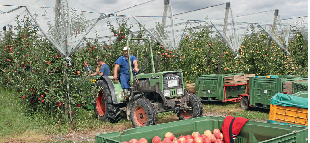 In der Region Bodensee-Oberschwaben betreiben 1105 Betriebe auf insgesamt 6806 ha Obstbau mit rund 18,3 Millionen Obstbäumen.