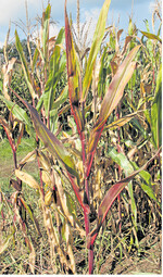 Mit dem Gelbverzwergungsvirus befallener Mais. Charakteristisch sind die rot gestreiften Blätter zu Beginn der Infektion.