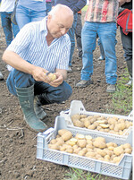 Hans-Jürgen Meßmer begutachtet kritisch die Knollenqualität bei der Sorte Ballerina. Für Vermehrer hat er gute Nachrichten: Tests mit Mineralöl waren äußerst erfolgreich gegen Läuse. Vermutlich rutschen diese ab oder können an der Blattoberfläche nicht durchstechen.