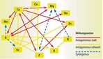 Das Wirkungsgefüge der Nährstoffe Pflanzennährstoffe agieren in unterschiedlicher Weise mit- und gegeneinander