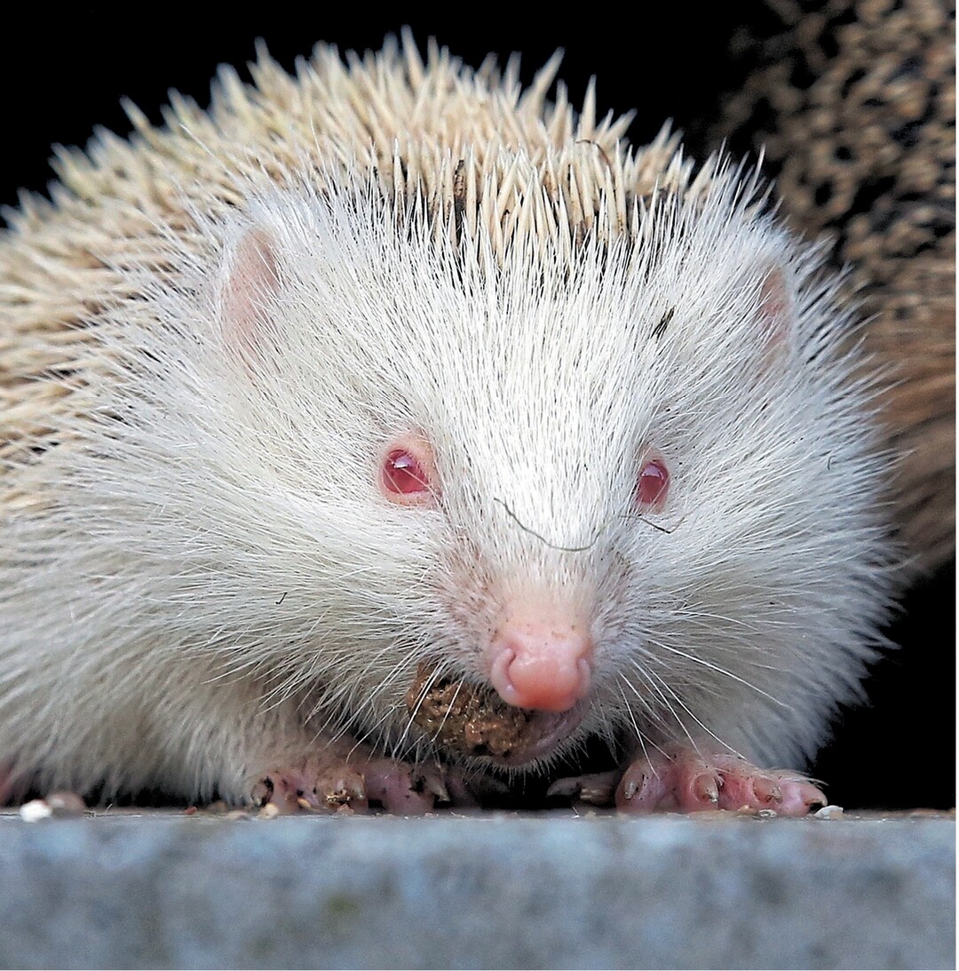 Ein Albino-Igel, ein weißer Igel mit roten Augen und hellen Stacheln, saß am 11. September neben seiner Mutter in einem Garten in Binzwangen und suchte nach Futter. Die Weißfärbung wird durch einen Pigmentmangel verursacht und kommt in der Natur recht selten vor.
