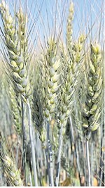 Früh reifende Saatweizen schnitten in den diesjährigen Vermehrungen besser ab als die später reifenden Sorten.