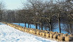 Schafe bis zum Horizont: Die winterliche Schafkarawane überzeugte die Jury. Sie sprach Christoph Schietinger aus Weilheim/Teck (Kreis Esslingen) den ersten Preis zu.