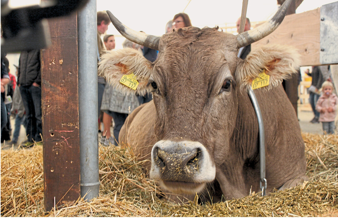 Im Innovationsstall mit Melk- und Spaltenroboter, Fütterungsautomat sowie Kuhbürste wird die moderne Milchviehhaltung gezeigt. Diese Kuh genießt es, diesem Rummel im Tierzelt zu entgehen.