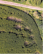 Muster im Mais: Wildschweine auf Futtersuche können große Flurschäden anrichten.