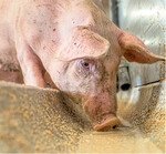 In den Futterrationen von tragenden und säugenden Sauen kann die Eiweißkomponente aus Rapsextraktionsschrot bestehen, wenn Aminosäuren zugesetzt werden.