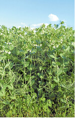 Winterleguminosen (im Bild Winterfuttererbsen) sind weniger anfällig gegen Krankheiten und Schadinsekten im Vergleich zu Sommerformen.