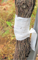 Wer sich bei der Rebsortenwahl verzockt hat, kann den Bestand gegebenenfalls durch Veredelung auf eine neue Rebsorte umstellen.