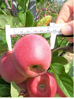 Klein, aber oho: Der Snackapfel Rockit punktet mit gutem Geschmack.