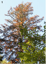 In diesem Jahr finden sich vielerorts vermehrt absterbende Tannen. Wassermangel und Schädlingsbefall sind die Hauptursachen.