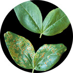 Ackerbohnen-Pflanzen: Die obere Pflanze wurde mit Säure behandelt. Hier ist kein Rost zu sehen.