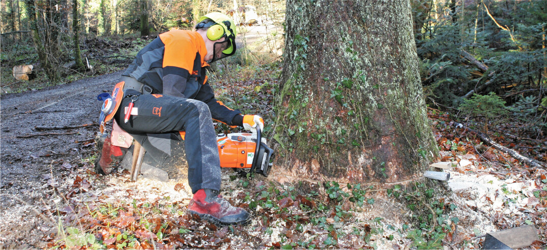 Weil ein zögerlicher Umgang mit Nadelstarkholzbeständen durchschnittlicher Holzqualitäten zu deutlichen Einbußen der Wertleistung führt, ist eine konsequente Nutzung solcher Bestände für ertragsorientierte Forstbetriebe eine zwingende Notwendigkeit.