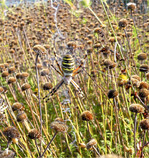 Blühstreifen am Rand einer Apfelanlage im Herbst für das menschliche Auge vielleicht nicht mehr schön anzuschauen, für die Wespenspinne ein geniales Versteck.