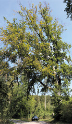 Dürreschäden beim Laubholz lassen sich nur im belaubten Zustand sicher erkennen. Diese Buche beginnt von der Krone her abzusterben. Wegen dem Wuchsort am Weg gilt es die Verkehrssicherung zu beachten.