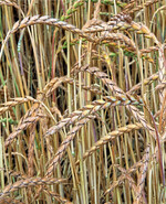 Dem Dinkel werden weiterhin gute Absatzchanden in Aussicht gestellt.