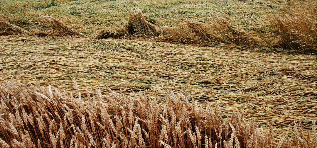 Schwächen in der Standfestigkeit zeigte unter anderem die Winterweizensorte Effendi.