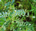 Vor allem zählt beim Anbau von Kichererbsen die Keimfähigkeit des Saatgutes, die stark schwankt. Daher sollte vor der Saat unbedingt eine Keimprobe durchgeführt werden.