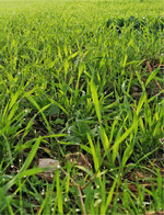 Jetzt sollte man das Getreide auf Schnecken prüfen.