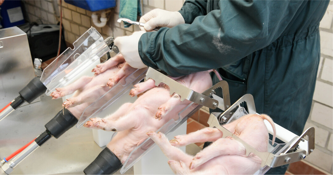Wollen Landwirte ihre Eberferkel weiterhin selbst kastrieren, bleibt seit Januar 2021 nur das Verfahren der Isoflurannarkose. Die Anforderungen an den dafür geforderten Sachkundenachweis sind erwartbar hoch.